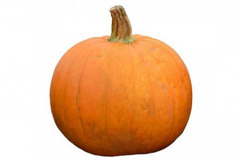 Pumpkin. The Dutch for "pumpkin" is "pompoen".