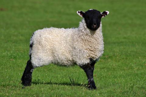A sheep. The Dutch for "a sheep" is "een schaap".