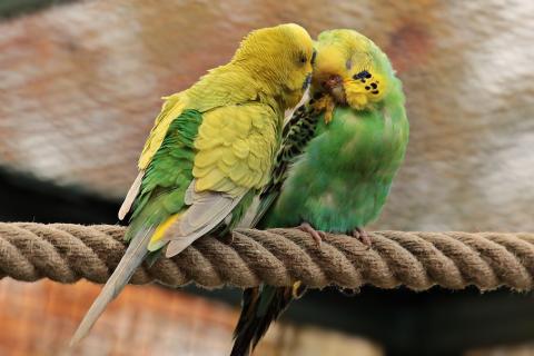 A pair of parrots on a rope. The Thai for "a pair of parrots on a rope" is "นกแก้วหนึ่งคู่บนเชือก".