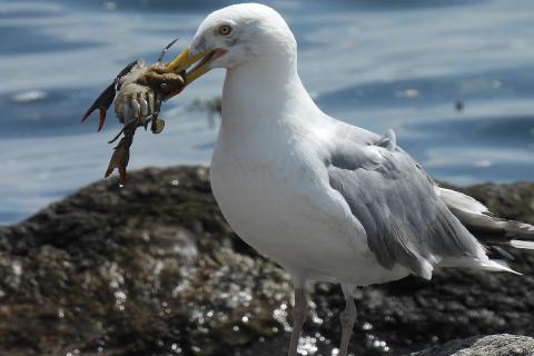 The seagull is eating a crab.. The Thai for "The seagull is eating a crab." is "นกนางนวลกินปู".