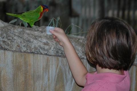 A girl feeding a parrot at the zoo. The Thai for "a girl feeding a parrot at the zoo" is "เด็กผู้หญิงให้อาหารนกแก้วที่สวนสัตว์".