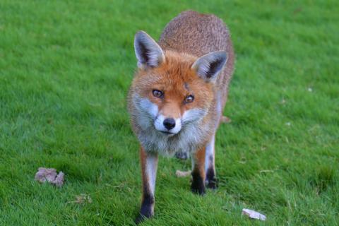 Fox. The Bengali for "fox" is "শিয়াল".