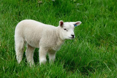 Lamb. The Bengali for "lamb" is "ভেড়া".