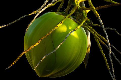 Coconut. The Bengali for "coconut" is "নারকেল".