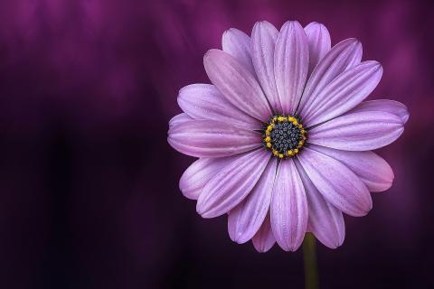 Purple. The Bengali for "purple" is "রক্তবেগুনি".