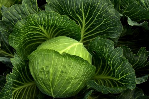 Cabbage. The Bengali for "cabbage" is "বাঁধাকপি".