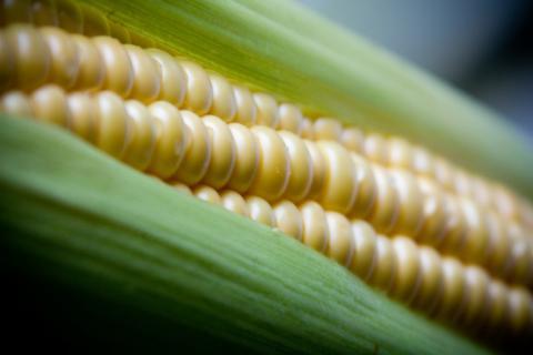Corn. The Bengali for "corn" is "ভুট্টা".