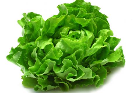 Lettuce. The Bengali for "lettuce" is "লেটুস".