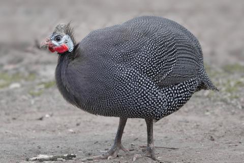 Guineafowl. The Bengali for "guineafowl" is "গিনি ফাউল". Guineafowl. The Bengali for "guineafowl" is "গিনি ফাউল".