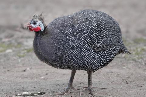 Guineafowl. The Bengali for "guineafowl" is "গিনি ফাউল".