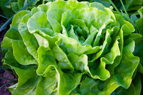 Lettuce. The Croatian for "lettuce" is "zelena salata".