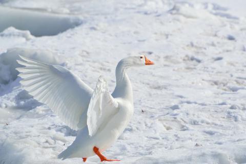 Goose. The Czech for "goose" is "husa".