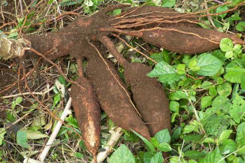 The cassava. The Dutch for "the cassava" is "de maniok".