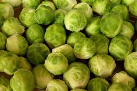 The sprout. The Dutch for "the sprout" is "de spruit".