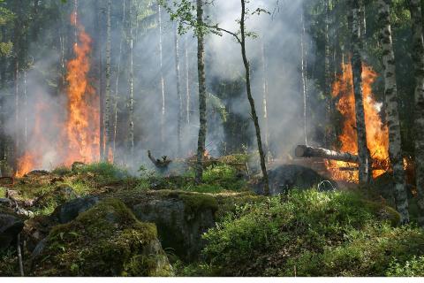 The forest fire. The Dutch for "the forest fire" is "de bosbrand".