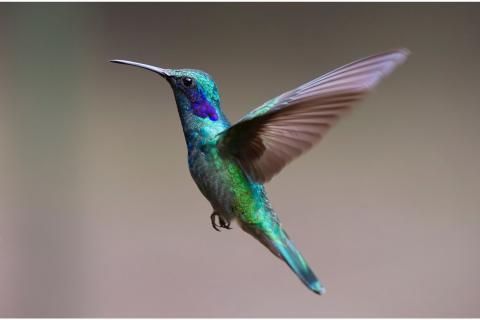 The hummingbird. The Dutch for "the hummingbird" is "de kolibrie".