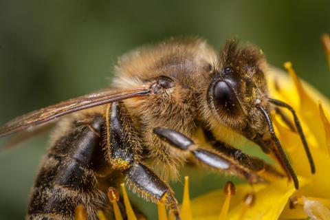 Bee. The Dutch for "bee" is "bij".