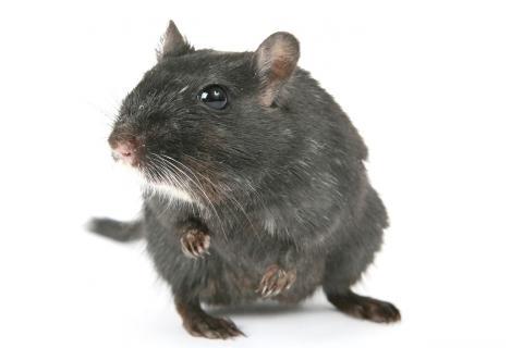 Rat. The Dutch for "rat" is "rat".