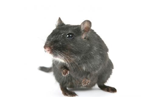 The rat. The Dutch for "the rat" is "de rat".