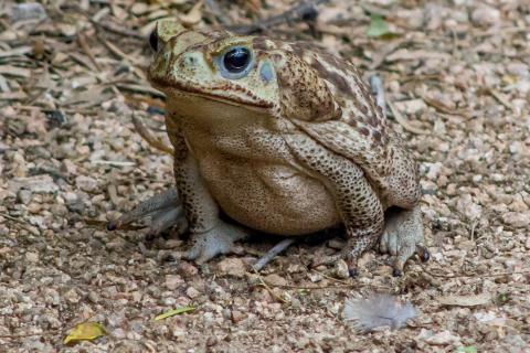 Toad. The Dutch for "toad" is "pad".