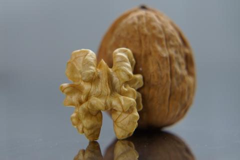 Walnut. The Dutch for "walnut" is "walnoot".