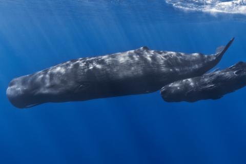 Sperm whale. The Dutch for "sperm whale" is "potvis".