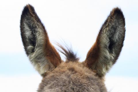 The ears. The Dutch for "the ears" is "de oren".