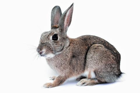 Rabbit. The Dutch for "rabbit" is "konijn".