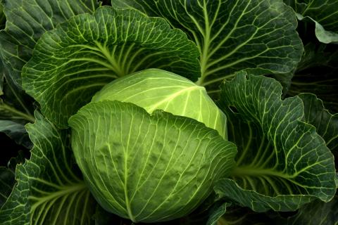 The cabbage. The Dutch for "the cabbage" is "de kool".