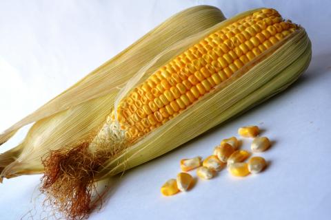 Sweetcorn. The Dutch for "sweetcorn" is "maïs".