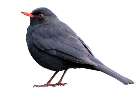 Blackbird. The Dutch for "blackbird" is "merel".