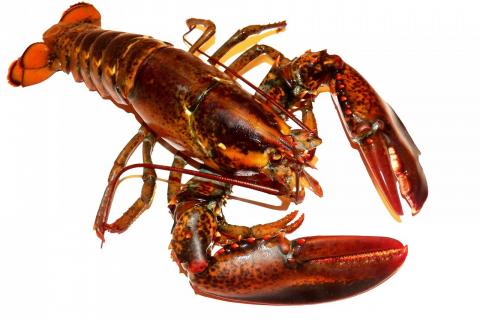 Lobster. The Dutch for "lobster" is "kreeft".