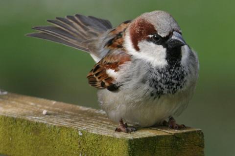 Sparrow. The Dutch for "sparrow" is "mus".