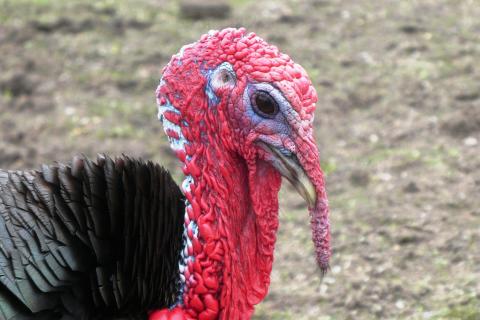 turkey" Dutch |