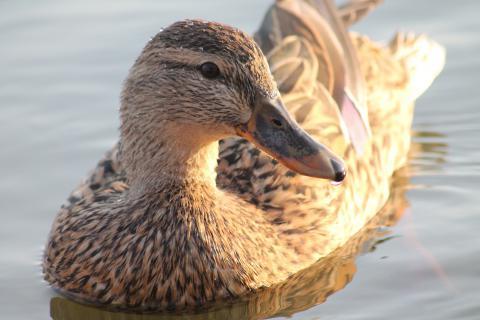 Duck. The Dutch for "duck" is "eend".