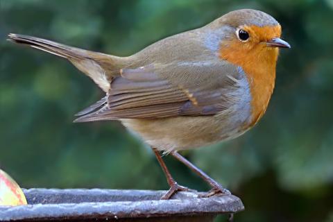 Robin. The Dutch for "robin" is "roodborstje".