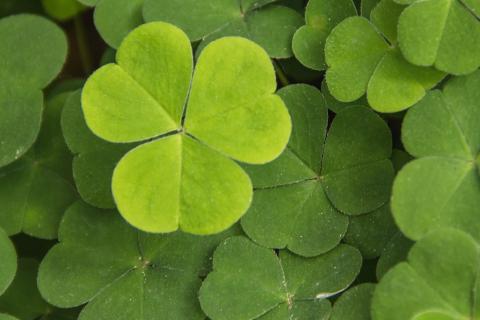 Clover; cloverleaf. The Dutch for "clover; cloverleaf" is "klaverblad".