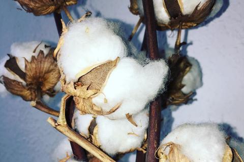 Cotton. The Dutch for "cotton" is "katoen". Cotton. The Dutch for "cotton" is "katoen".