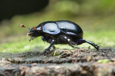 Dung beetle. The Dutch for "dung beetle" is "mestkever".