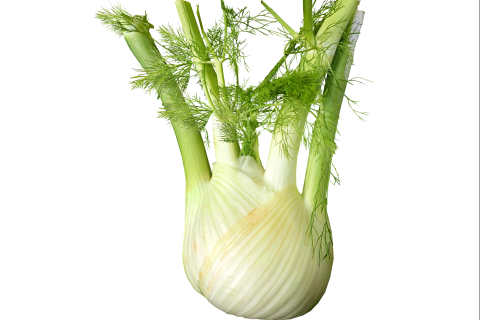 Fennel. The Dutch for "fennel" is "venkel".