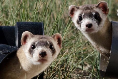 Ferrets. The Dutch for "ferrets" is "fretten". Ferrets. The Dutch for "ferrets" is "fretten".