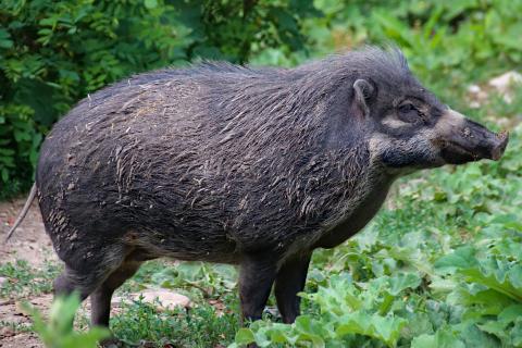 Wild boar. The Dutch for "wild boar" is "everzwijnen".