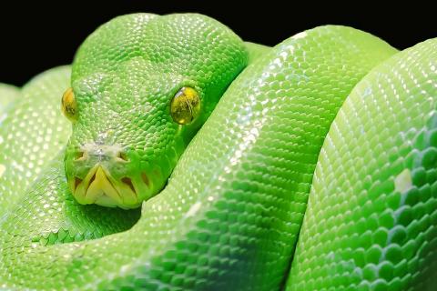 Python. The Dutch for "python" is "python".