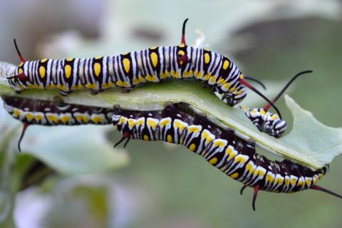 Caterpillars. The Dutch for "caterpillars" is "rupsen".