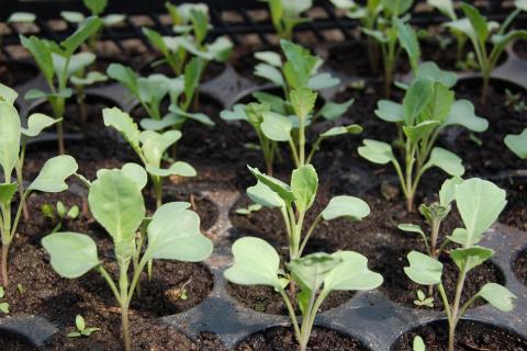 Seedlings. The Dutch for "seedlings" is "zaailingen".