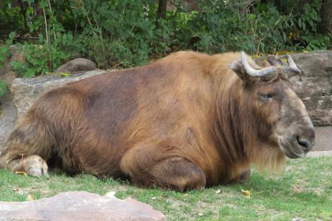 Wildebeest; gnu. The Dutch for "wildebeest; gnu" is "wildebeest".