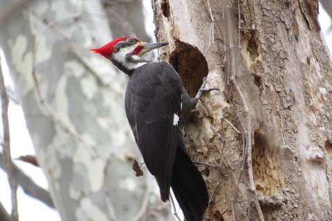 Woodpecker. The Dutch for "woodpecker" is "specht".