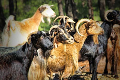 Goats. The Dutch for "goats" is "geiten".