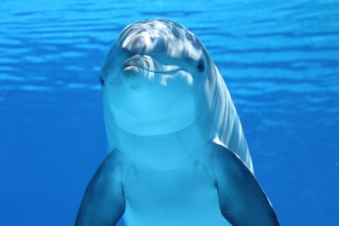 Dolphin. The Dutch for "dolphin" is "dolfijn".