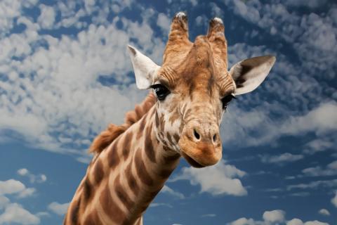Giraffe. The Dutch for "giraffe" is "giraf".